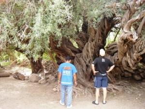 This Olive tree was planted by Spanish Jesuit's in 1709