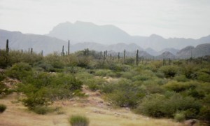 You can hardly see the Cactus for the shrubs!
