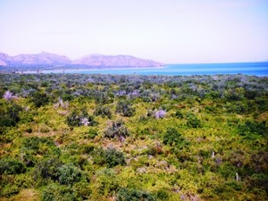 Hard to believe this is a desert!