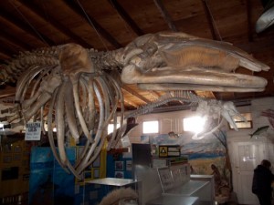 Grey Whale display