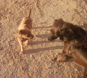 Nacho started small