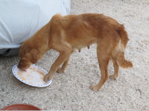 Lady was one this puppy on Santispac