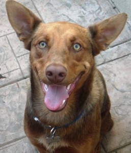 Nacho at 8 months