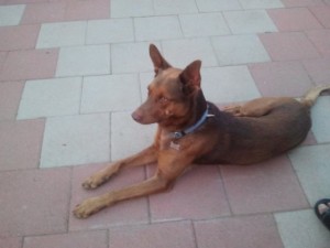 Nacho is at ease at home in San Diego