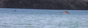 Look there is a Dolphin