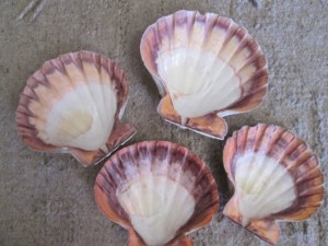 The day arrives to leave for our next destination on our tour north, Guerrero Negro at Mario's Restaurant RV Park. It was a fairly long driving day with wind and blowing sand. At Mario's we made the best of the wind and scoured the piles of scallop shells around the RV Park for the best looking and biggest ones. We all got a few and  imagination will find creative ways for using them.  Carl & Conne joined Dom & I for a tasty and very satisfactory evening meal at Mario's Restaurant. 