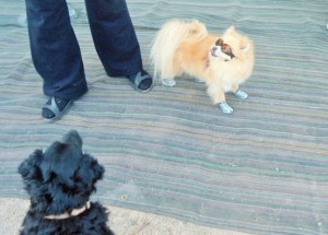 Cool Dog for sure!
