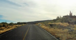 Now these are a road hazard!