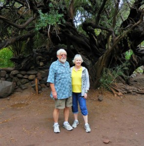 This tree is older than dirt!