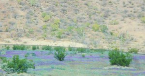 The Desert is beautiful when it rains