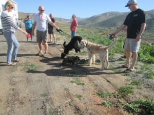 Grady says hello to the new dogs: Sophie and Stitch.