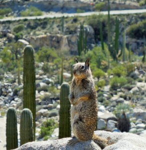"Gus" the Boulder Gopher