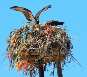 Lots of Osprey on Baja