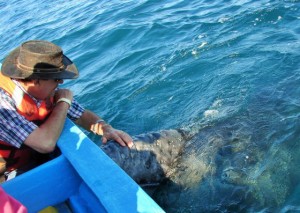 Johnny touched this whale