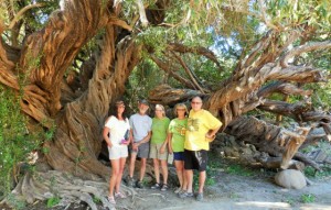 This Olive Tree is over 300 years old in San Javier