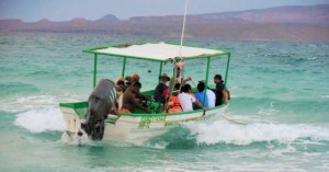 A little rough on their return from swimming with Sea Lions