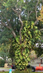 Now that is a big Split Leaf Variegated Philodendron