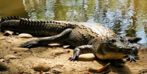 Not going to pet this guy