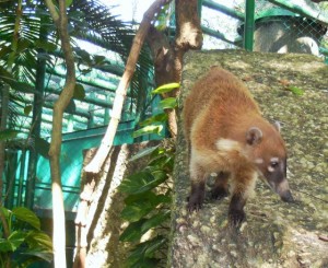 Mexican Racoon