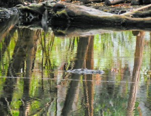 May be harmful in the swimming hole