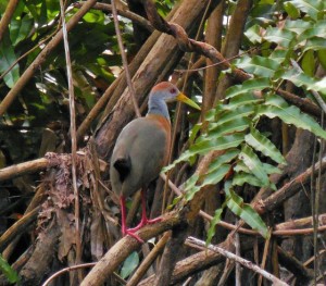 Rare Bird at Bio Sphere