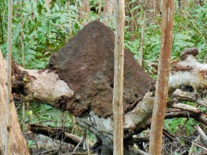 Wow this must have a lot of termites in it!