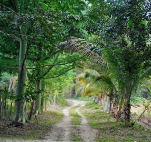 Its a jungle out there