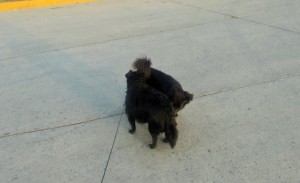 Lulu meets her body double
