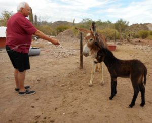 Chuck with the Del Borracho Donkeys