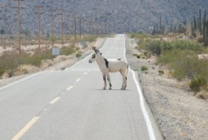 Always keep your eyes open for animals on the road