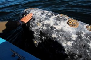 Touching a Whale is truly a "Wonder of the World"