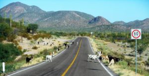 Some times Hwy 1 can be a Goat Trail